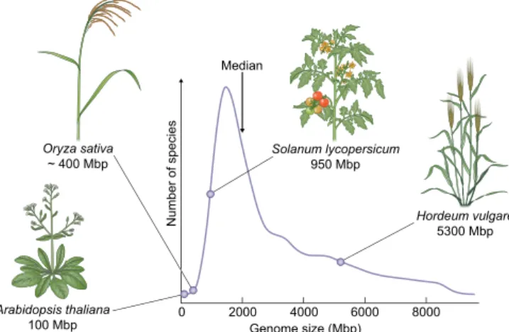 Fig. 1 Distribution of genome size for 6000 plant species. Data obtained from the Plant C-value database (https://cvalues.science.kew.org/).