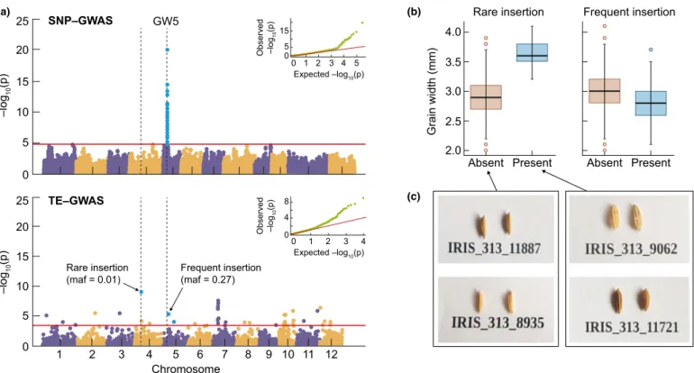 Fig. 2 Transposable element (TE)-genome-wide association study (GWAS) for grain width