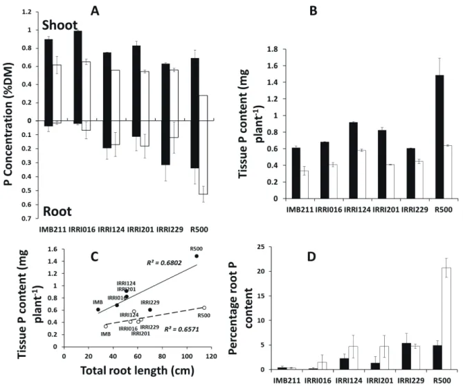 Fig. 5. Tissue Phosphorus (P) concentrations and its relationship with root systems of Brassica rapa genotypes grown for 21 DAS 