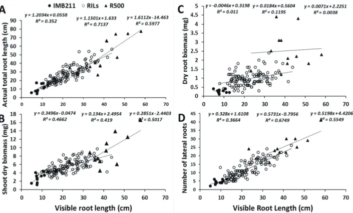 Fig. 2. Correlation between root lengths visible at the transparent surface of soil-filled rhizoboxes with (A) harvested total root-