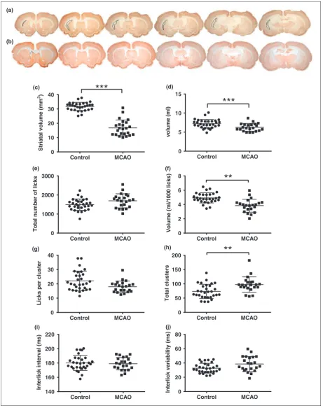 Figure 1. Representative NeuN stained sections from the median animal of the MCAO group, with the lesion outlined (a) andcontrol group (b)
