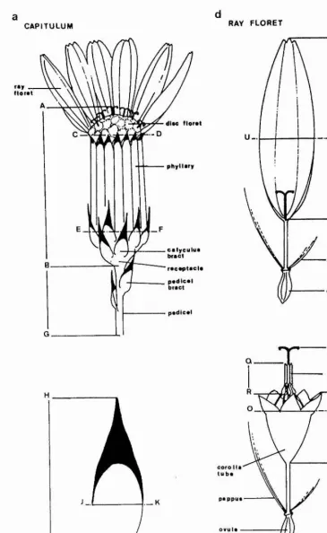 FIGURE 5.3.2 Drawing of the apical capitulum of S. vulgar is var. hibernicus showing (a) the capitulumsize and shape characters C35 to C38, (b) thecalyculus bract characters C49 to C52, (c) the discfloret characters C54 to C57, and (d) the outer (ray)floret characters C59 to C61.