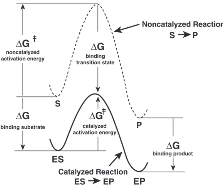 Figure 7-7 Transition-State Binding Is Tighter Than Substrate Binding The  G for binding the substrate and the transition state is shown as a  differ-ence between the energies of the ES complex and E   S