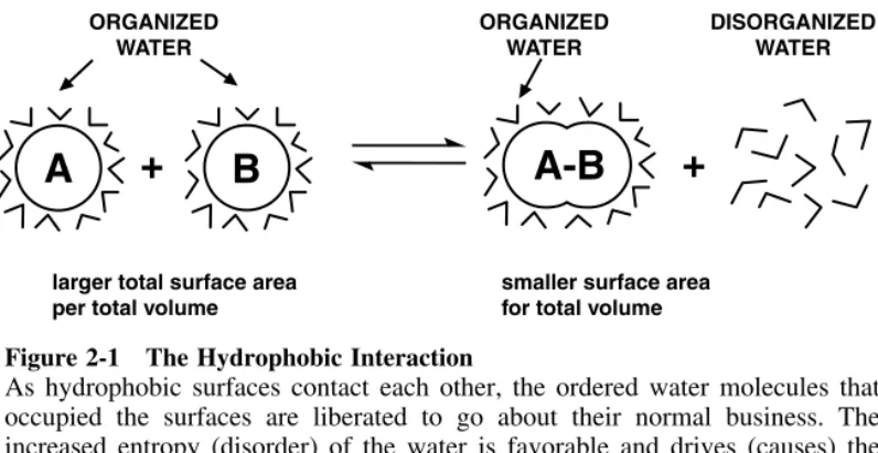 Figure 2-1 The Hydrophobic Interaction