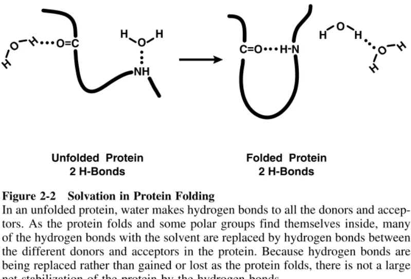Figure 2-2 Solvation in Protein Folding