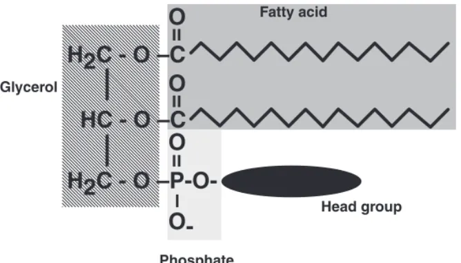 Figure 3-1 Structure of Phospholipids