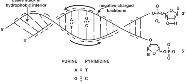Figure 4-1 Structural Features of DNA