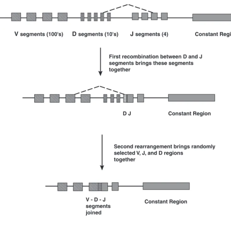 Figure 5-5 Recombination in Immunoglobulin Genes