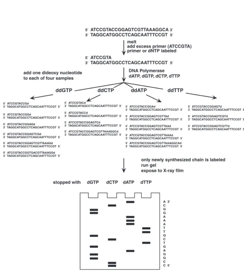 Figure 6-5 DNA Sequencing