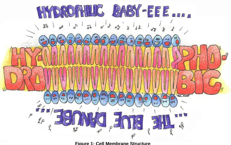 Figure 1: Cell Membrane Structure