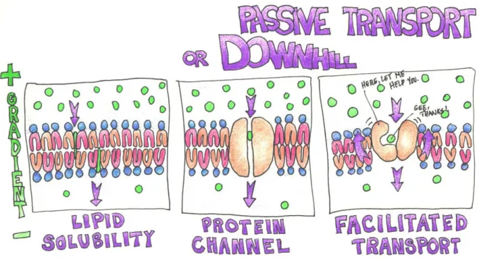 Figure 3: Passive Transport Mechanisms 