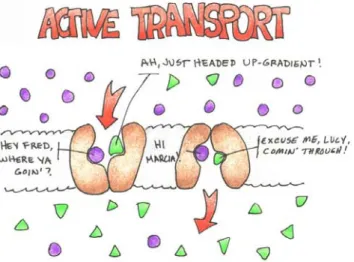 Figure 4: Active Transport Mechanisms 