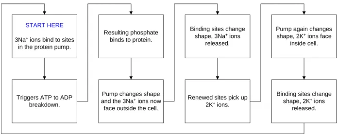 Figure 6: Sodium-Potassium Pump Cycle 