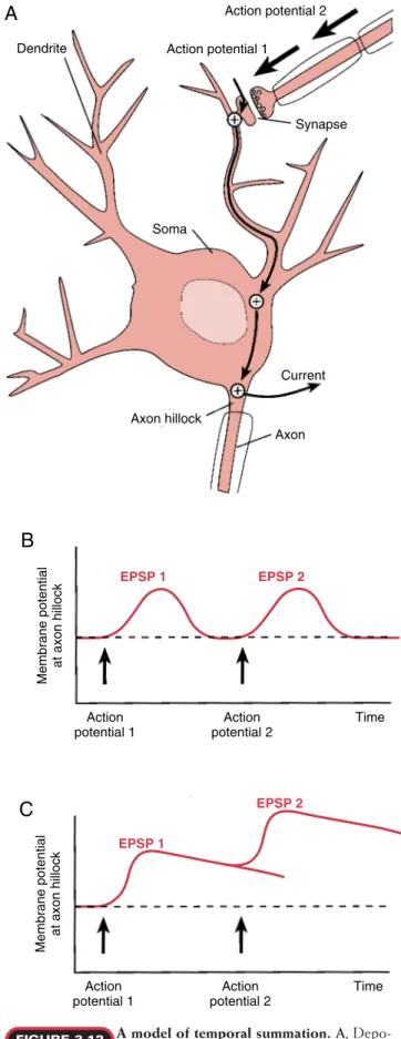 FIGURE 3.11 Current Synapse Axon Action potential 2Action potential 1DendriteSomaAxon hillock