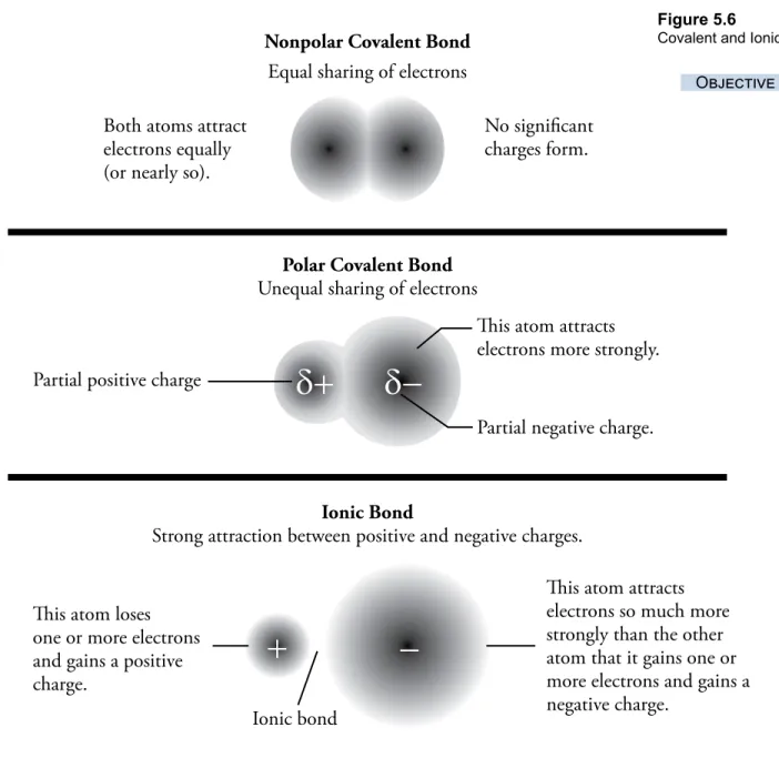 Figure 5.6 summarizes the general differences between nonpolar covalent bonds,  polar covalent bonds, and ionic bonds.