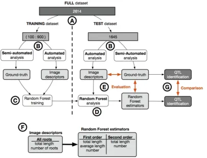 Figure 1: Overview of the analysis pipeline used in this study. (with the automated analysis and the Random Forest analysis