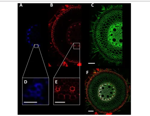TABLE 2 | Confocal laser scanning microscope settings used to achievemulticolor images utilized for tissue detection and image capture.