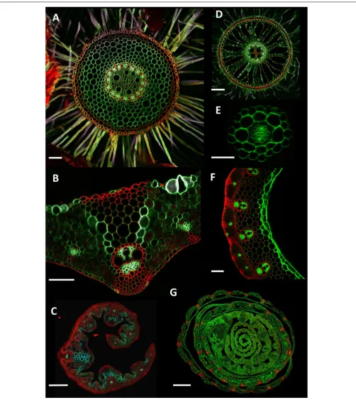 FIGURE 4 | Example cross section images.Scale barsabove soil level, 200 (A) Wheat (Triticum aestivum) cv