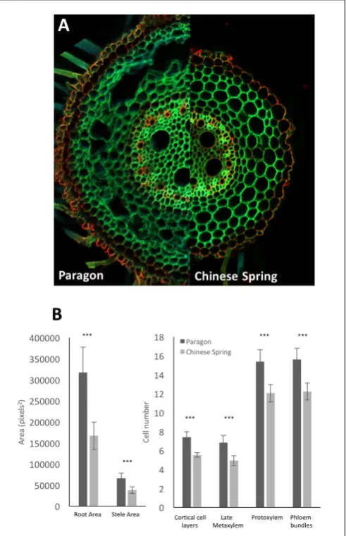 FIGURE 5 | (A) Representative adventitious root cross sections of wheat cv.Paragon (left) and Chinese Spring (right)