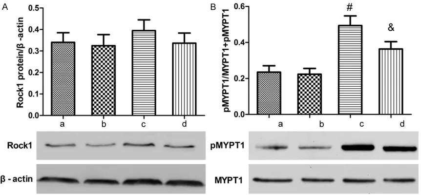 Figure 7. Protein levels of (A) ROCK1 and (B) phosphorylation of MYPT1 in lung tissue
