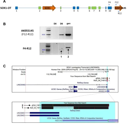 Fig. 6 LINC00403andAK055145arepartofSOX1-OT.a Schematic diagram showing the positions of primers used in exon10 of SOX1OT and within the annotated gene AK055145