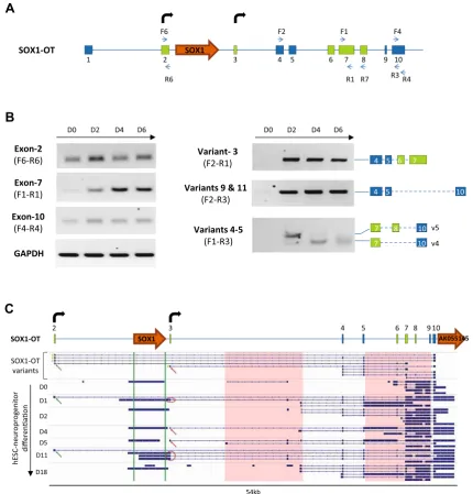 Fig. 5 Expression proﬁle ofexons 2, 7, 10 and transcript variants 3, 4, 5, 9, 11 in undifferentiatedReN cells (D0) and at day 2 (D2), 4 (D4) and 6 (D6) of neuraldifferentiation