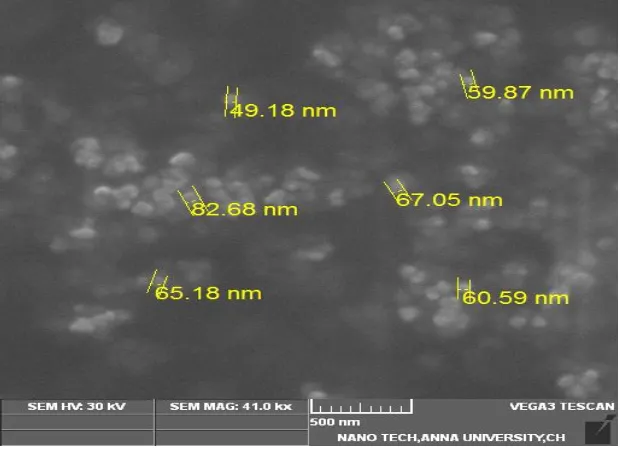 Fig 5: FESEM image of Mgo nanoparticles. 