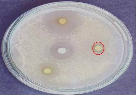 Fig 6: Escherichia coli. 