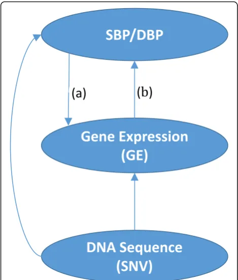 Fig. 1 Model of potential relation between DNA sequence, geneexpression levels, and blood pressure