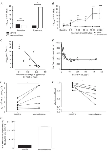 Figure 6. Disruption of sialic acids increases microvascular permeability to water and albuminA, apparent solute permeability to albumin (PsBSA) was measured in microvessels before (baseline) and 20–25 minafter (treatment) perfusion with either vehicle (ﬁl