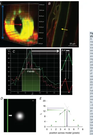 Figure 1. Imaging and analysis of endothelial