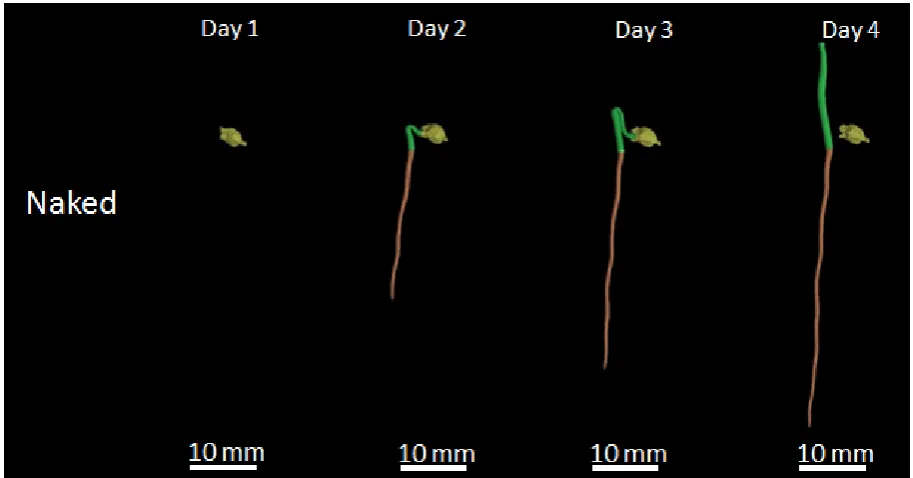 Figure 5: Exemplar temporal representation of 3D reconstructions of a naked sugar beet seed