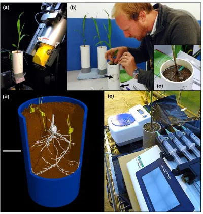 FIGURE 2Placing microdialysis probes adjacent to roots using microCT. (a) Plants in columns were initially scanned and (black arrows in b) theposition of roots were calculated using copper strips that were positioned on the outside of the pots