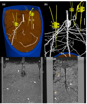 FIGURE 3MicroCT images showing probes adjacent to roots within the soil matrix. (a) MicroCT image of microdialysis probes within the soilenvironment showing a probe in the foreground adjacent to a root and two probes in the midground placed away from roots