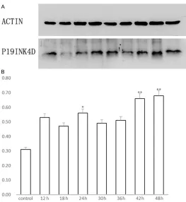 Figure 1. Immunohistochemical staining of P19 (A, B) in rats cochlear basilar membrane