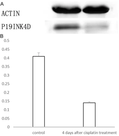 Figure 3. The change in P19 mRNA expression after the administration of a single dose of cisplatin (a significant increase, P<0.01 by the one-way ANOVA test, is marked by “**”).