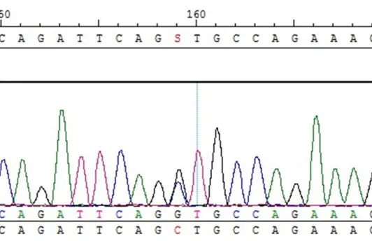 Figure 5. The change in P19 mRNA expression in cochlea basilar mem-brane.