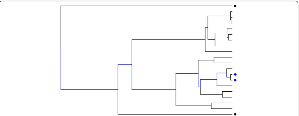 Fig. 1 Example of the evolutionary history within a particular SNP represented by a phylogeny