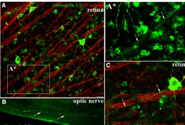 Figure 3. �9integrin-V5 expressed in adult RGCs is transported into optic nerve axons