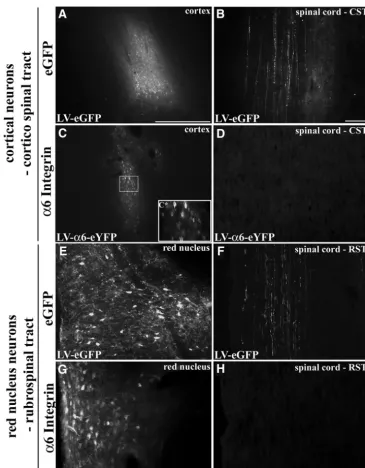 Figure 4. ��3 weeks following injection of LV-PGK-eGFP (in the CST following LV-PGK-eGFP cortical injection (LV-PGK-eGFP (6Integrin expressed in adult cortical or rubrospinal neurons is not transported down CST or RST axons