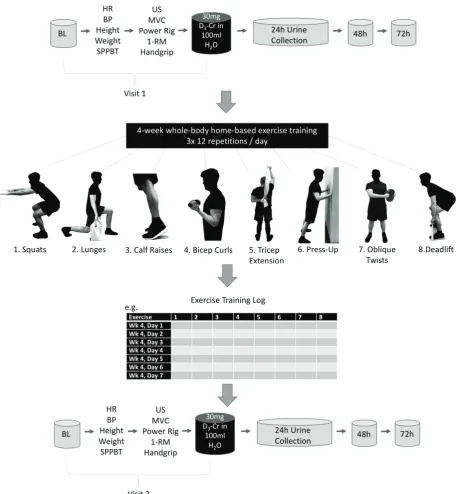 Figure 1. Study schematic displaying the two visits before and after home-based exercise training (HBET)