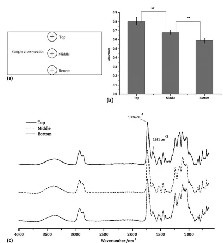 FIG. 5. (a) Measurement locations on a sample cross section. (b) Comparison of absorbance of C5C bond at 1631 cm�1 and different locations(mean 6 standard deviation, n 5 4, *P , 0.05, **P , 0.01, ***P , 0.001)