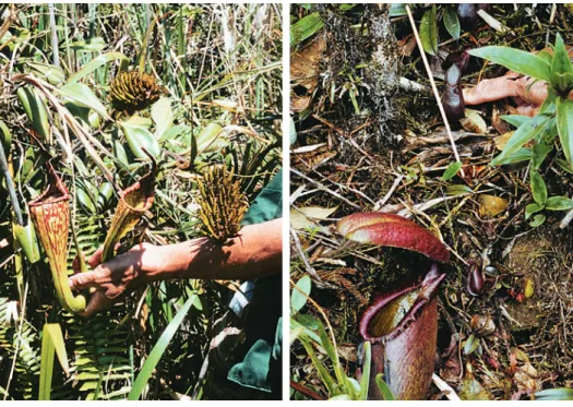 Figure 1: Nepenthes fusca with seed pods. Figure 2: Nepenthes rajah and  Nepenthes tentaculata in the wild.