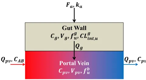 Fig 4. The gut-compartmental model. The gut compartment is composed of two sub-compartments; the gut wall and the portal vein sub-compartments