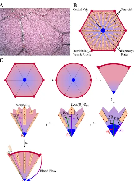 Fig 1. Lobule geometry and modelling. (A) The lobule cross section as represented displays an apparent elementarysymmetry essential for its physiology primarily given by the blood vessels and the blood flow (Credit to Dr