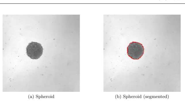Fig. 1: Exemplar images of a tumour spheroid. paq The raw image. pbq The boundary ofthe spheroid obtained using image segmentation software superimposed on the raw image.