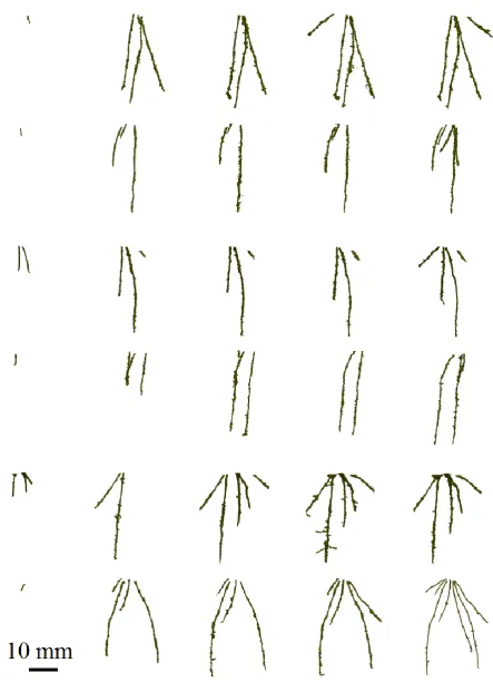 Figure 2: Root architectures for roots grown in loamy sand soil. Each row is a different sample