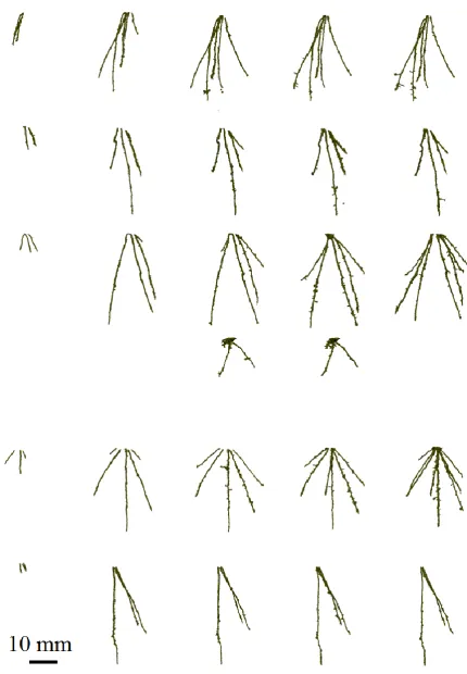 Figure 3: Root architectures for roots grown in clay loam soil. Each row is a different sample