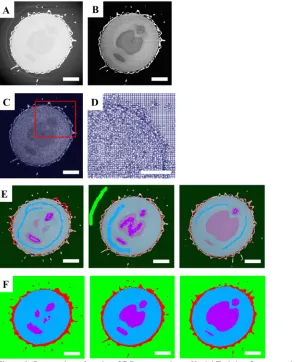 Figure 3. Processing of a microCT Dataset using a Model Training Segmentation Strategy
