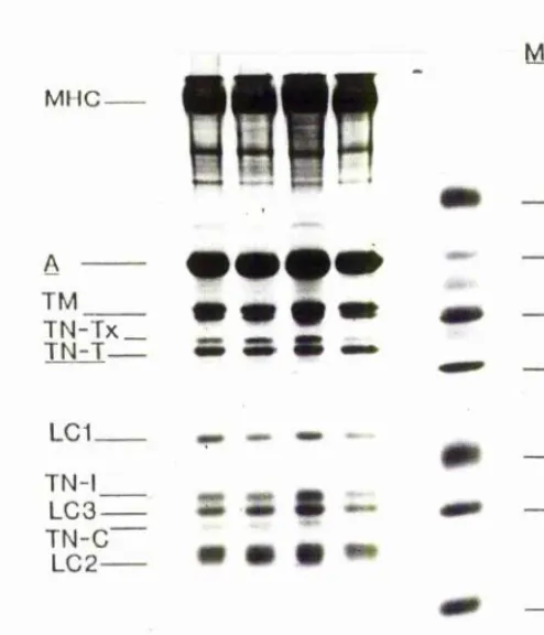 Figure 10. 13% SDS polyacrylamide gel of white muscle 